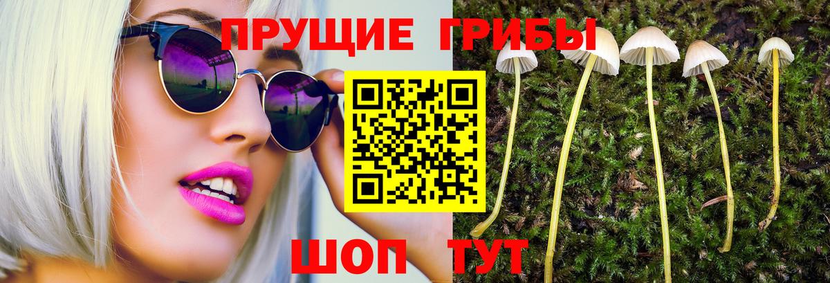 Псилоцибиновые грибы MAGIC MUSHROOMS  Вход с VPN  Черкесск 